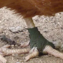 Ein Huhn humpelt, sein Bein ist mit einem grünen Verband versehen.
