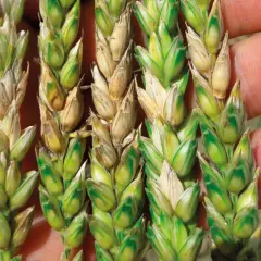 Épis de blé affectés par *Fusarium graminearum*, montrant des grains décolorés et une croissance anormale.
