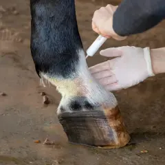 Leczenie grzybicy u konia. Ręce w rękawiczkach aplikują maść na nogę konia, która ma objawy infekcji grzybiczej.