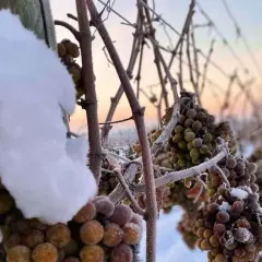 Gefrorene Trauben im Schnee, bereit für die Eisweinernte. Was ist Eiswein? Ein süßer, konzentrierter Wein, der aus gefrorenen Trauben gewonnen wird.