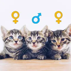 Drei süße Kätzchen liegen nebeneinander. Über ihnen sind Symbole für weiblich und männlich angebracht, die helfen, das kitten geschlecht erkennen zu lassen.