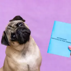 Uroczy mopsik z zaciekawieniem patrzy na niebieski paszport dla zwierząt. Zastanawiasz się, ile kosztuje paszport dla psa?