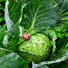 Lumaca su cavolo, un esempio di antilumaca naturale fai da te. Le foglie verdi sono bucherellate, ma la lumaca sembra godersi il suo pasto.