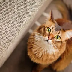Un chat roux aux yeux verts vous fixe intensément, peut-être se demande-t-il pourquoi mon chat me fixe. Il est assis près d'un canapé.