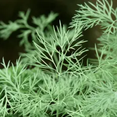 Zarte grüne Dillspitzen, die zum Nachdenken anregen, wieviel Dill man essen darf.