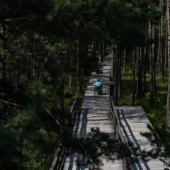 Osoba na wózku porusza się drewnianą ścieżką przez bór na czerwonem. Słońce rzuca długie cienie drzew.