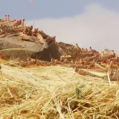 Ein Schwarm Heuschrecken, wie aus Horizon Forbidden West, der Schrecken, bedeckt einen Felsen und trockene Gräser.