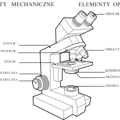 Schemat budowy mikroskopu: elementy mechaniczne (statyw, rewolwer, stolik, śruby) i optyczne (okular, obiektyw, kondensor, źródło światła).