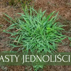 Jak zwalczyć chwasty jednoliścienne? Skuteczne metody i profilaktyka
