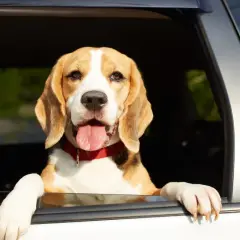 Wesoły pies rasy beagle wychyla łeb przez okno samochodu, ciesząc się podróżą.