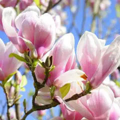 Zbliżenie na kwitnące, różowo-białe kwiaty magnolii na tle błękitnego nieba.