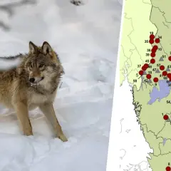 En varg i snön bredvid en karta som visar hur många vargar det finns i Sverige.