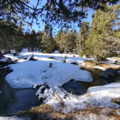 El estany de l'Orri, un rierol serpenteja entre la neu i els pins.