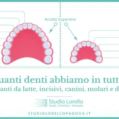 Illustrazione delle arcate dentali superiore e inferiore, con etichette che indicano incisivi, canini e molari. Quanti denti abbiamo?