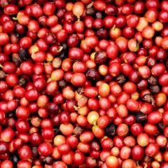 Un primo piano di un mucchio di frutti del caffè rossi e maturi, alcuni con sfumature gialle e marroni.