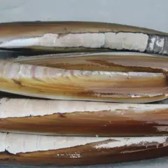 Navajas y longueirones apilados, mostrando la diferencia entre sus conchas alargadas y marrones.