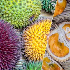 Kolorowe duriany, w tym przekrojony, ukazują bogactwo smaku. Jak smakuje durian? To egzotyczna przygoda dla podniebienia.