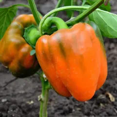 Pomarańczowe papryki na łodydze. Warto je jeść, bo to właśnie papryka ma najwięcej witaminy C.