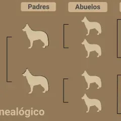 Árbol genealógico de perros. Muestra cómo el pedigree de un perro se remonta a padres, abuelos y bisabuelos, ilustrando su linaje.