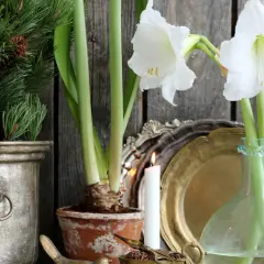 Vita snitt amaryllis blommar vackert bredvid en julgran i en metallkruka. En tänd ljus och antika dekorationer skapar en mysig julstämning.