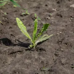 Młoda roślina, jeden z chwastów dwuliściennych, rośnie na spękanej ziemi.