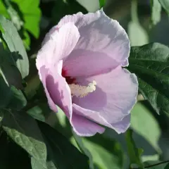 Une fleur de *Hibiscus syriacus* rose pâle s'épanouit parmi des feuilles vertes luxuriantes, baignée par la lumière du soleil.