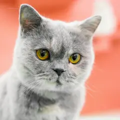 Un gato gris con penetrantes ojos amarillos mira fijamente.