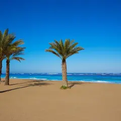 Palmeras en la playa de arena dorada de la costa Denia, con el mar azul intenso y el cielo despejado.