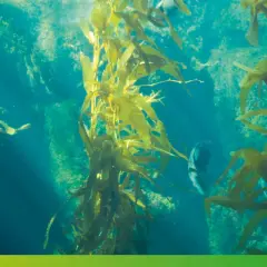 Forêt de varech sous-marine, un écosystème vibrant. Un poisson nage parmi les algues, un exemple d'anti algues naturel.