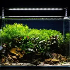Un aquarium planté de ver d'eau douce, avec des roches, du sable et une végétation luxuriante sous un éclairage LED.
