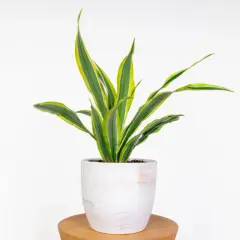 Dracena w białej doniczce, z liśćmi w odcieniach zieleni i żółci. Dobra ziemia to klucz do jej piękna.