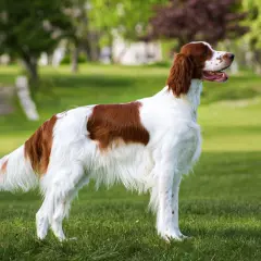 Un elegante setter irlandés, con su pelaje blanco y castaño, posa en un parque verde.