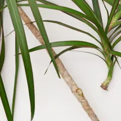 Zielona dracena z czerwonymi brzegami liści, gotowa do rozmnażania. Dowiedz się, jak ukorzenić dracenę i cieszyć się nowymi roślinami.
