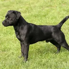 Czarny patterdale terrier stoi na zielonej trawie, gotowy do zabawy.
