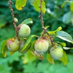 Pruniers reine-claude avec des fruits verts, certains marqués. Idéal pour savoir quand tailler les pruniers reine-claude.