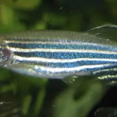 Powiększony brzuszek rybki danio pręgowanego, sugerujący, jak wygląda ryba w ciąży, z widocznymi jajeczkami.