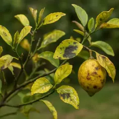 Un citronnier aux feuilles jaunies et tachées de noir, avec un fruit en formation. Une image pour comprendre comment traiter un citronnier naturellement.