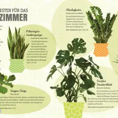 Fünf Pflanzen für das Wohnzimmer: Schwiegermutterzunge, Glücksfeder, Kentiapalme, Geigen-Feige und Großes Fensterblatt.