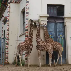 Trzy żyrafy jedzące siano przy budynku z egipskimi zdobieniami. To miejsce to z pewnością najlepsze zoo w Europie!