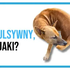 Pies kompulsywny, czyli jaki? Brązowy pies gryzie sobie łapę, co może być objawem OCD u psa.