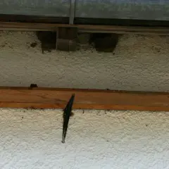 Mehrere Schwalbennester am Haus unter dem Dachvorsprung. Ein schwarzer Scharnierflügel ist an der Hauswand befestigt.