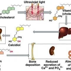 Schemat przedstawia syntezę witaminy D, od 7-dehydrocholesterolu pod wpływem UV, przez wątrobę i nerki, do aktywnej formy - kalcytriolu, który wpływa na gospodarkę wapniowo-fosforanową i mineralizację kości.