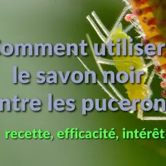 Comment utiliser le savon noir contre les pucerons ? Recette, efficacité, intérêt.