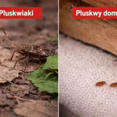 Dwa różne rodzaje pluskwiaków: większe na ziemi, mniejsze, domowe, na tkaninie.