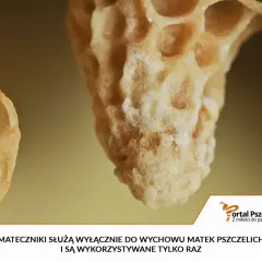 Mateczniki pszczele, czyli komórki do wychowu królowych, wyglądają jak wydłużone, woskowe kielichy.
