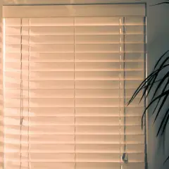 Plantas que no necesitan luz: opciones ideales para espacios oscuros