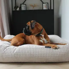 Brauner Boxer entspannt auf seinem weichen Hundebett. Zeit für eine Reinigung, damit es wieder frisch duftet.