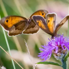 Zwei orange-braune Schmetterlinge auf einer lila Blüte. Eine Bestimmungstafel für Schmetterlinge würde diese Exemplare als Wiesenschecken identifizieren.