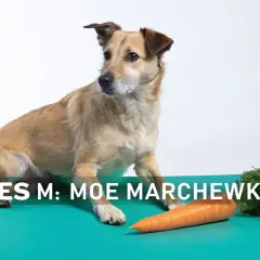 Czy pies może jeść marchew? Ten piesek zastanawia się nad tym, patrząc na pomarańczową marchewkę.