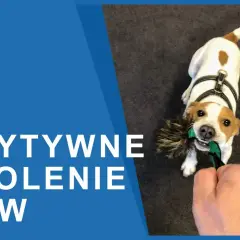 Tresura Jack Russell Terriera: Klucz do posłuszeństwa i szczęścia psa?